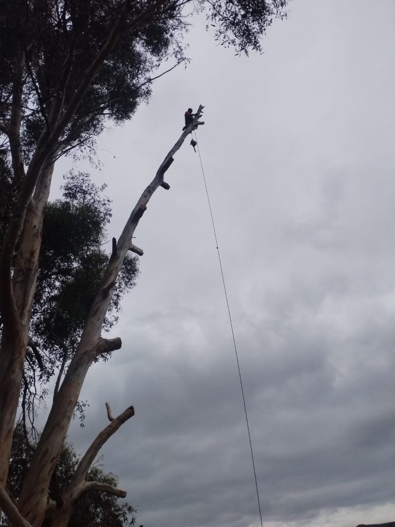 Arborist working high in a tall dead eucalyptus with a rigging rope against a stormy grey sky
