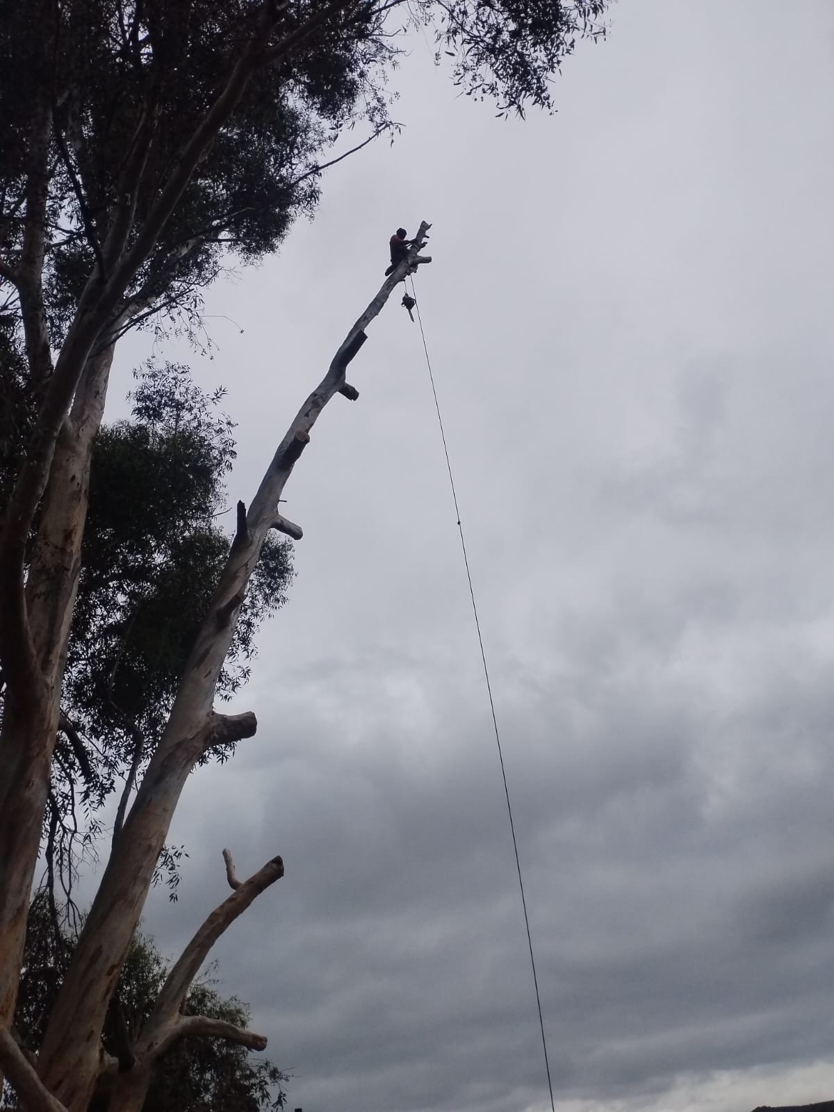 emergency-tree-felling