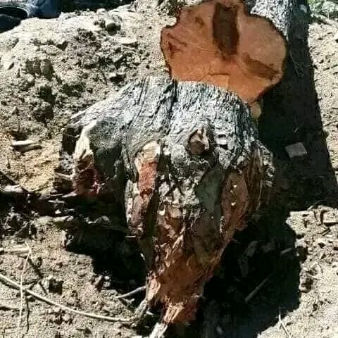 log-tree-felling tree stump removal