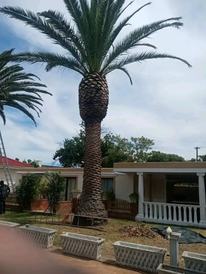 palm-tree-cleaning-cape-town palm tree cleaning cape town