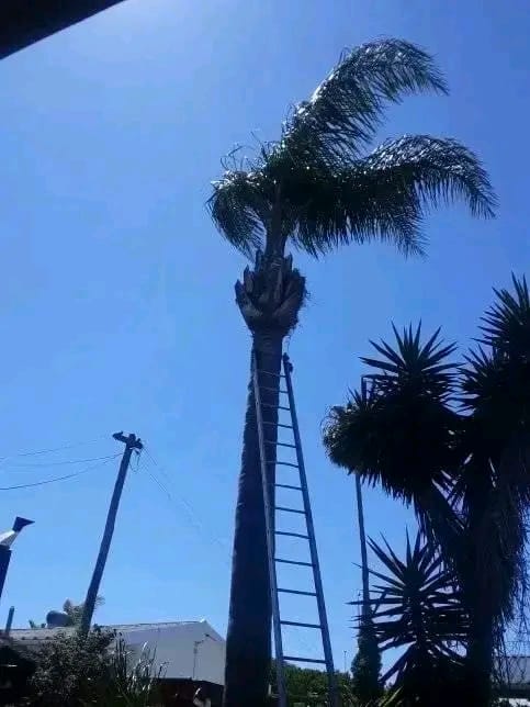 palm-tree-felling-1