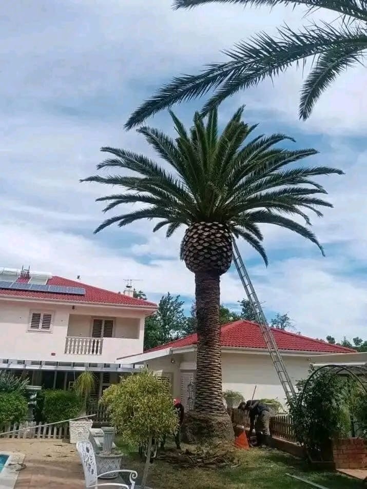 palm tree maintenance cape town