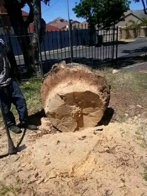 palm-tree-removal-05