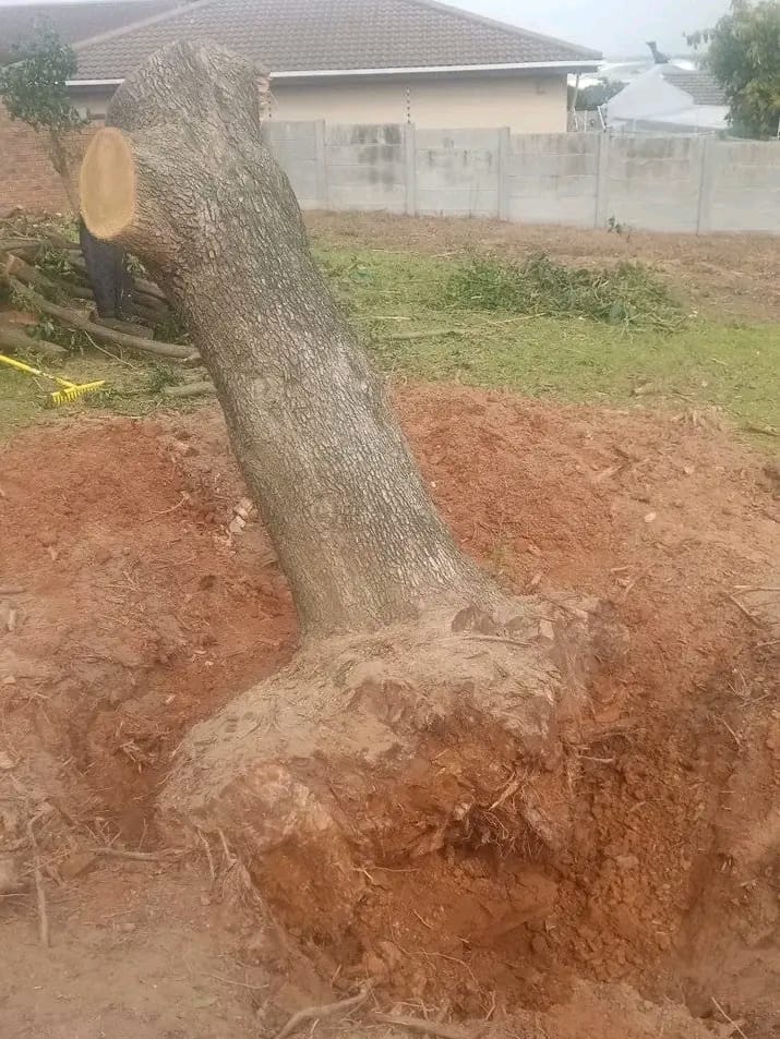 stump-removal-cape-town