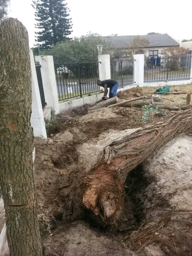 tree cut tree felled being cut into smaller pieces in cape town