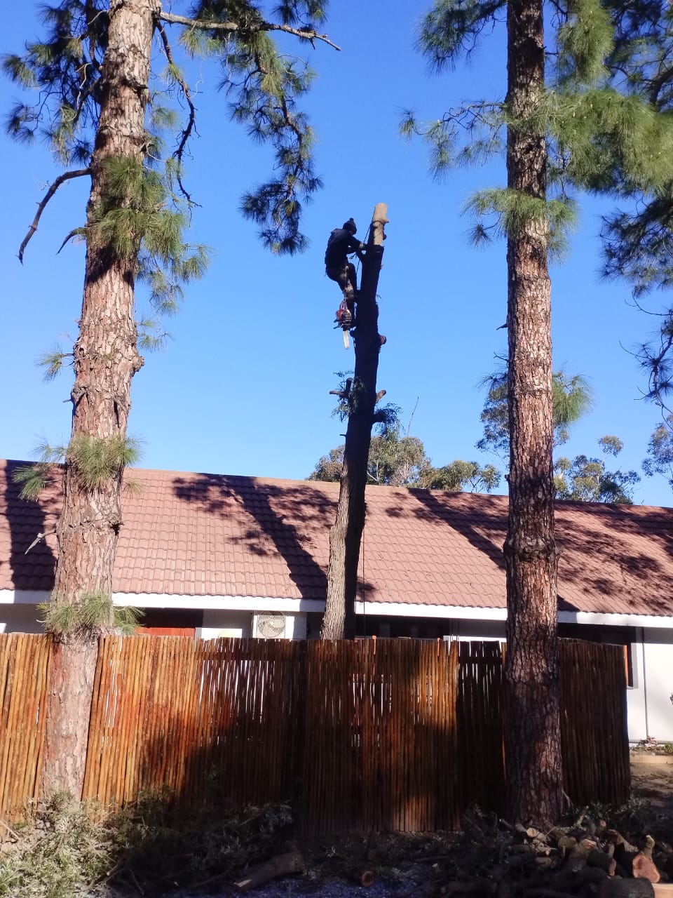 tree-felling-2