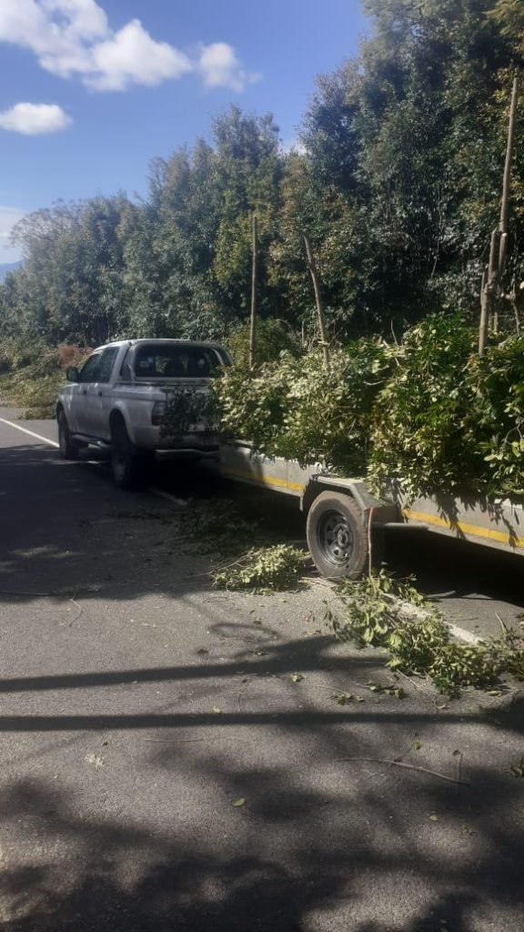 Cut debris from a dense-growth clearing job loaded onto a trailer in a Port Elizabeth suburb, with a thick roadside thicket in the background
