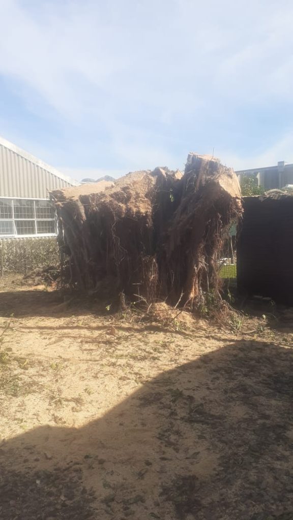 A large uprooted tree with its full root plate torn out of the ground, resting against a structure after falling in a storm