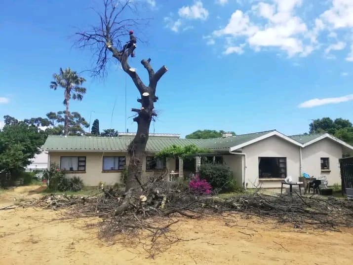 tree-felling-8