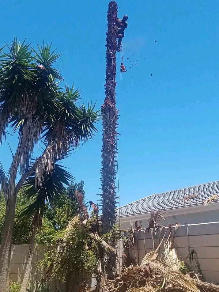 tree-felling-cape-town-o6