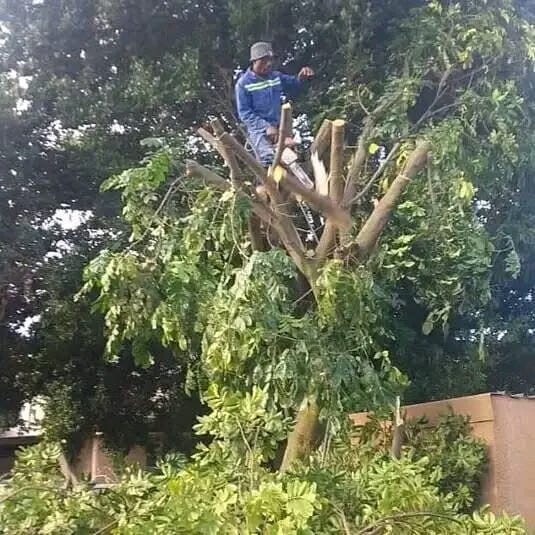 tree-pruning-01