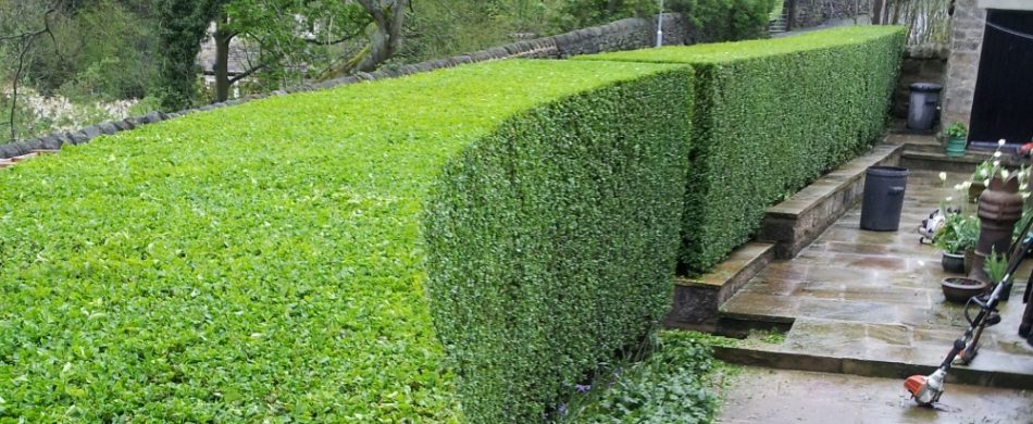 Hedge-Trimming-