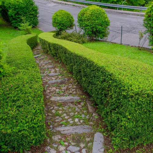 Hedge-Trimming