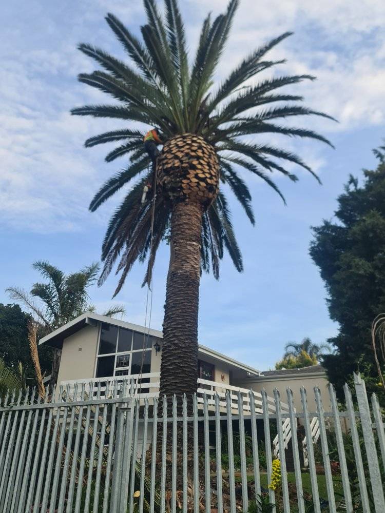 palm-cleaning-04