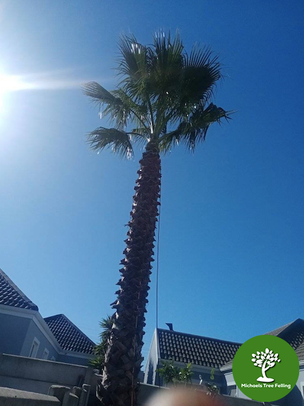 palm-tree-cleaned-cape-town