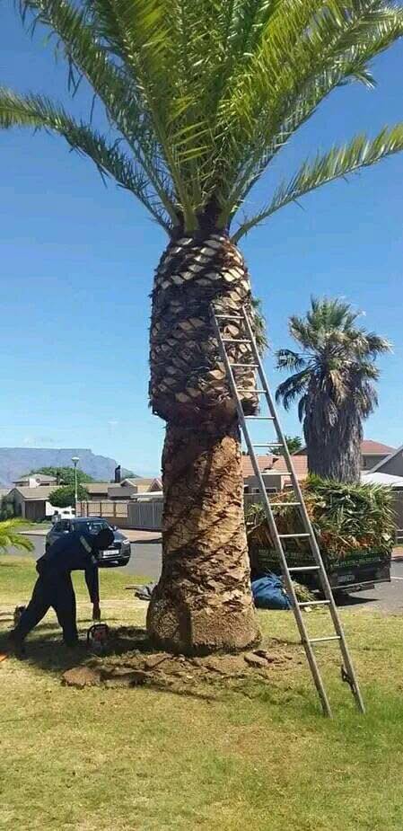 palm-tree-maintenance-01