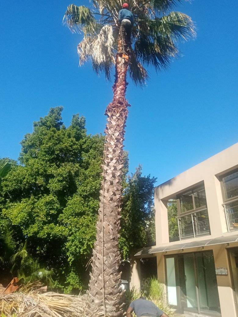 palm-tree-maintenance-2