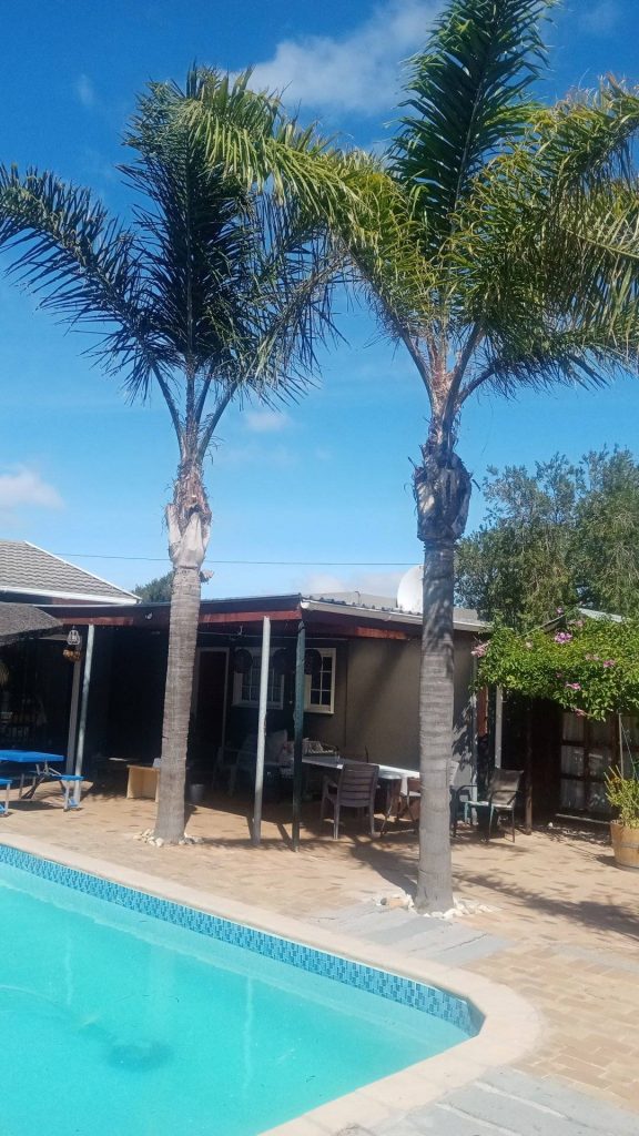 Two tall mature palm trees maintained beside a swimming pool on an upscale property