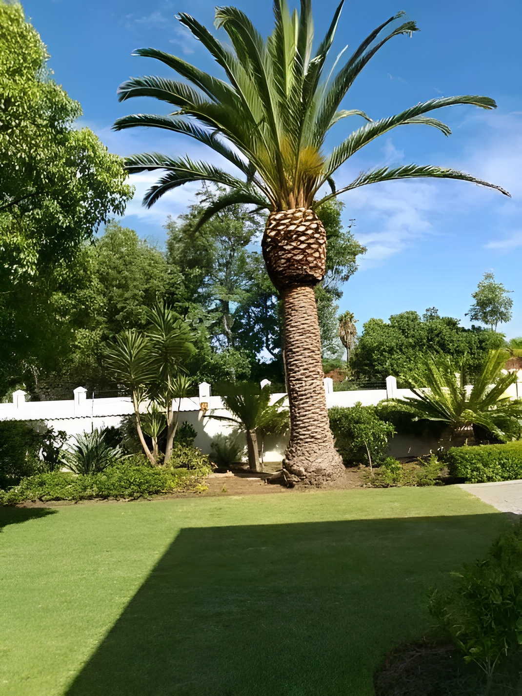 palm-tree-maintenance palm tree maintenance durbanville