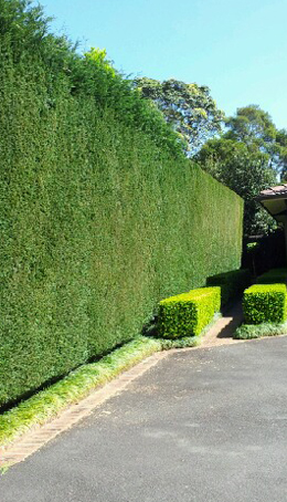 Worker trimming a tall garden hedge with a pole hedge trimmer, Table Mountain range visible in the background