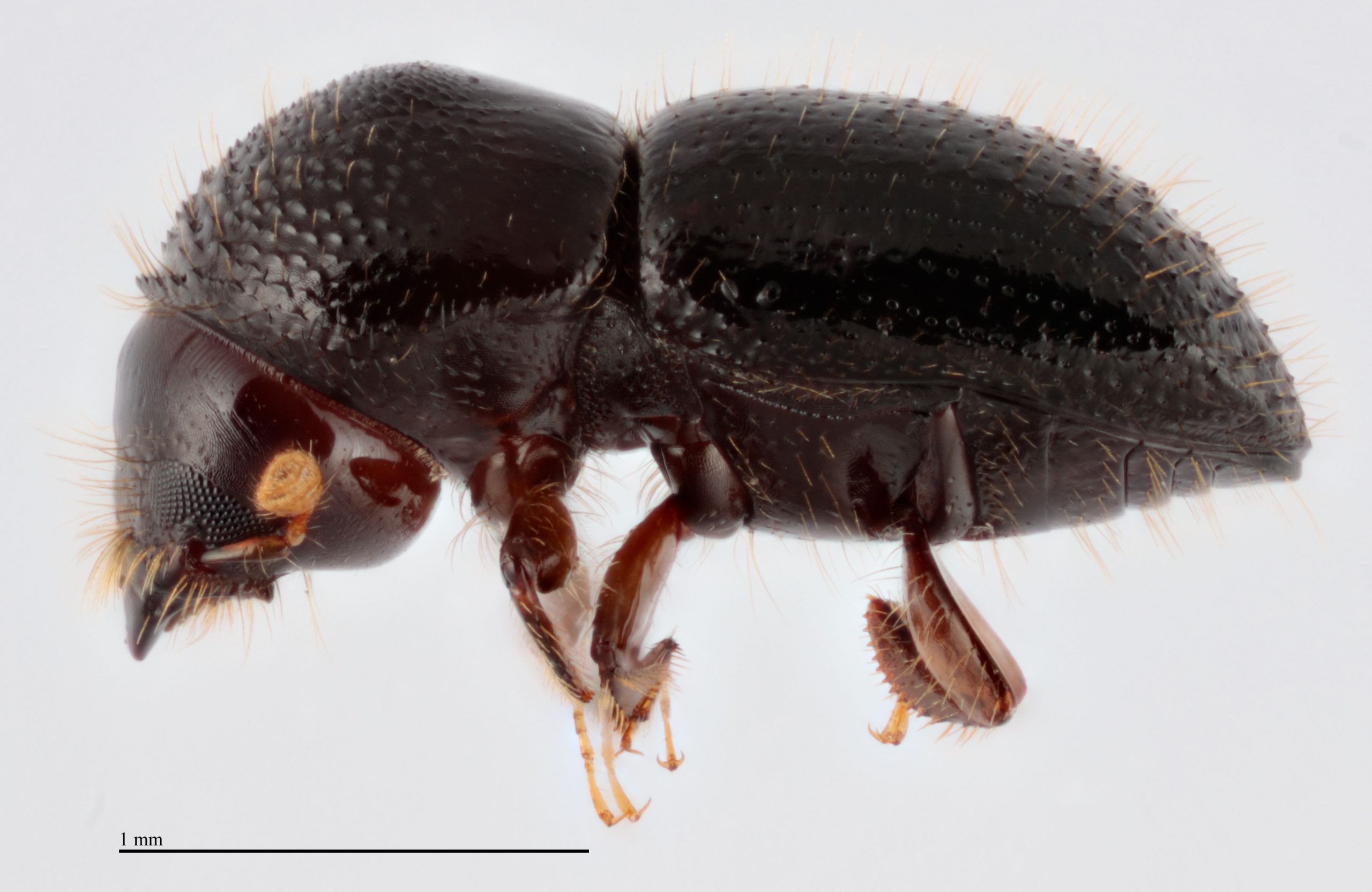 shotholeborer_size