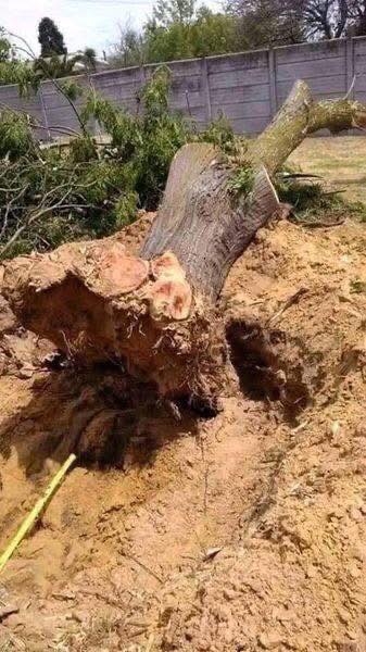 stump-removal-2