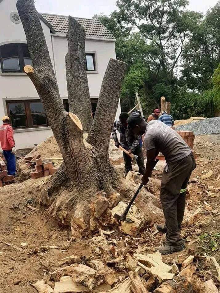 stump-removal-3