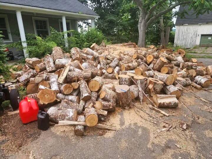 tree-cutting