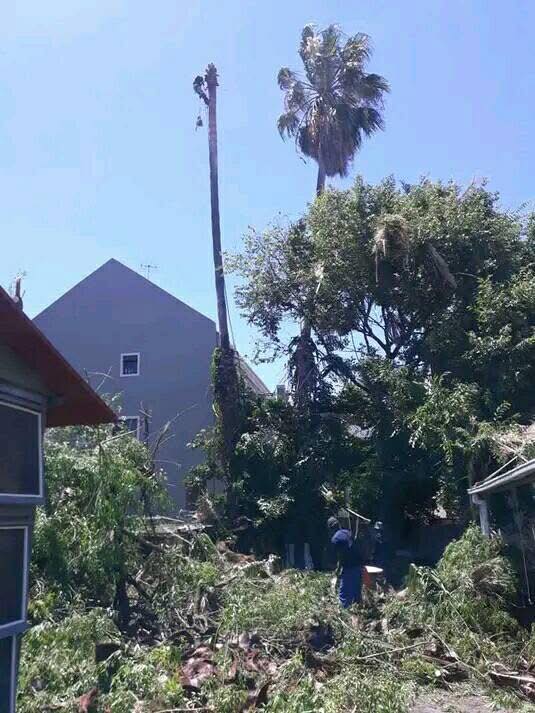 tree-felling-2