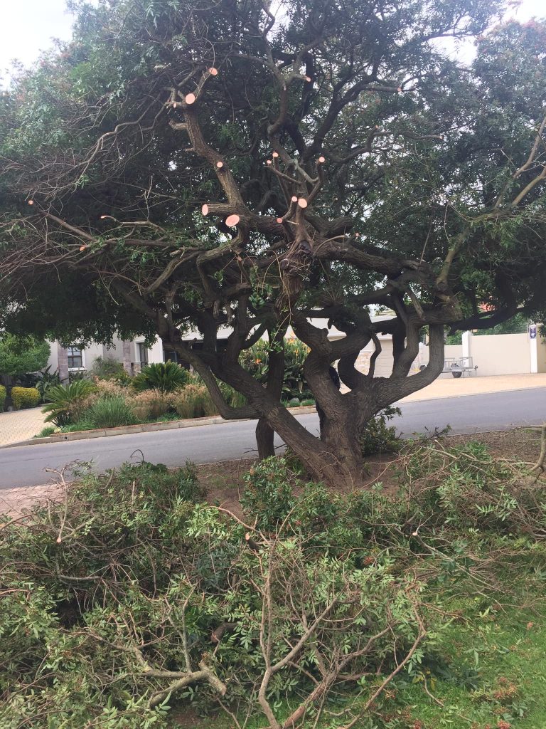 Fresh pruning cuts on a large, established tree in a Northern Suburbs garden