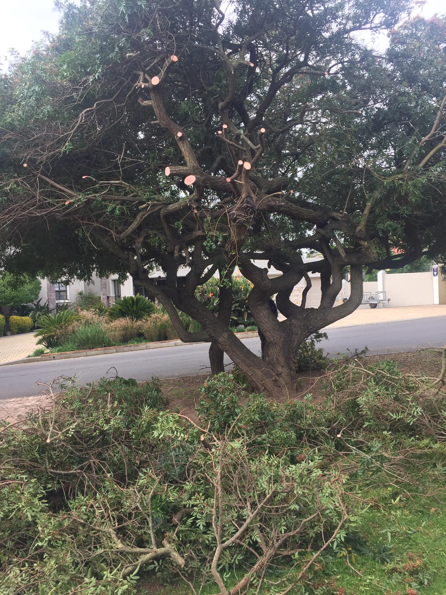 tree-pruning
