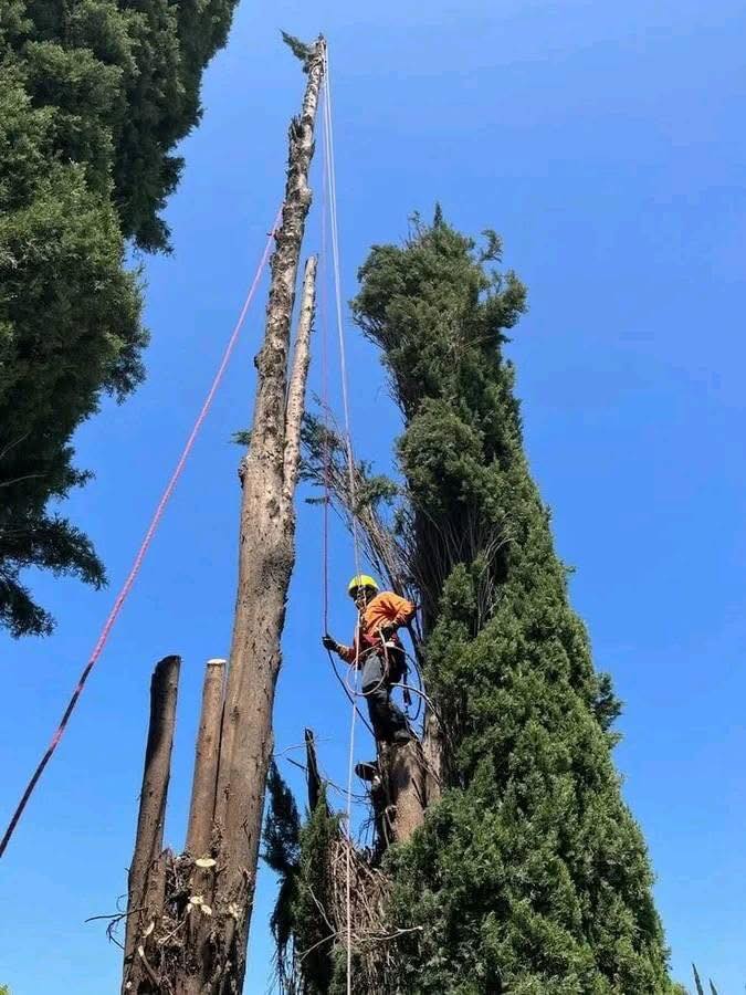 tree-services-claremont