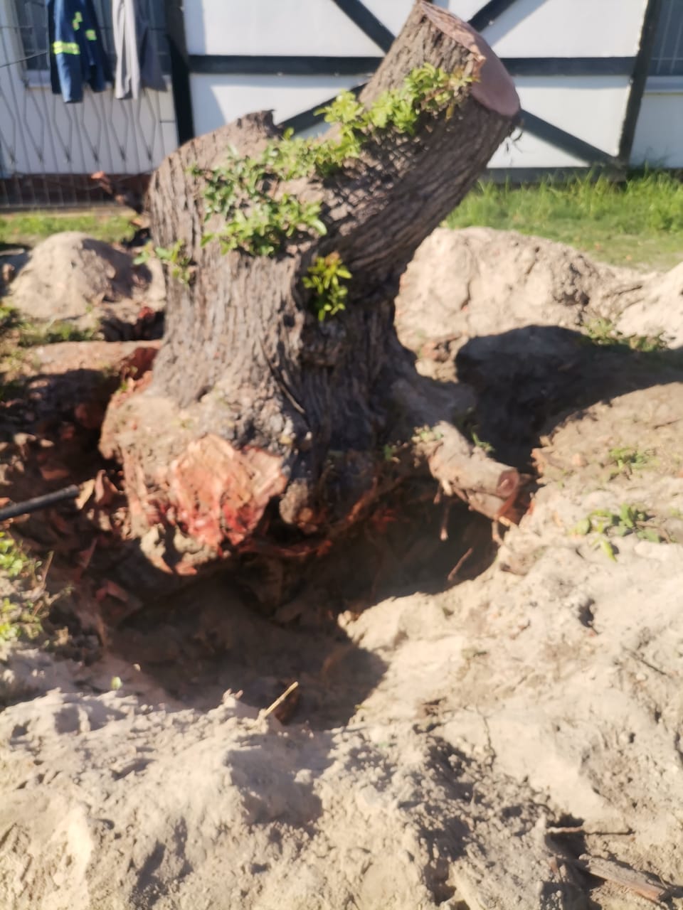 tree-stump-3