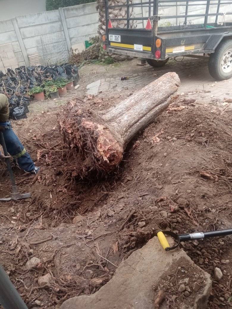 tree-stump-removal-cape-town-4