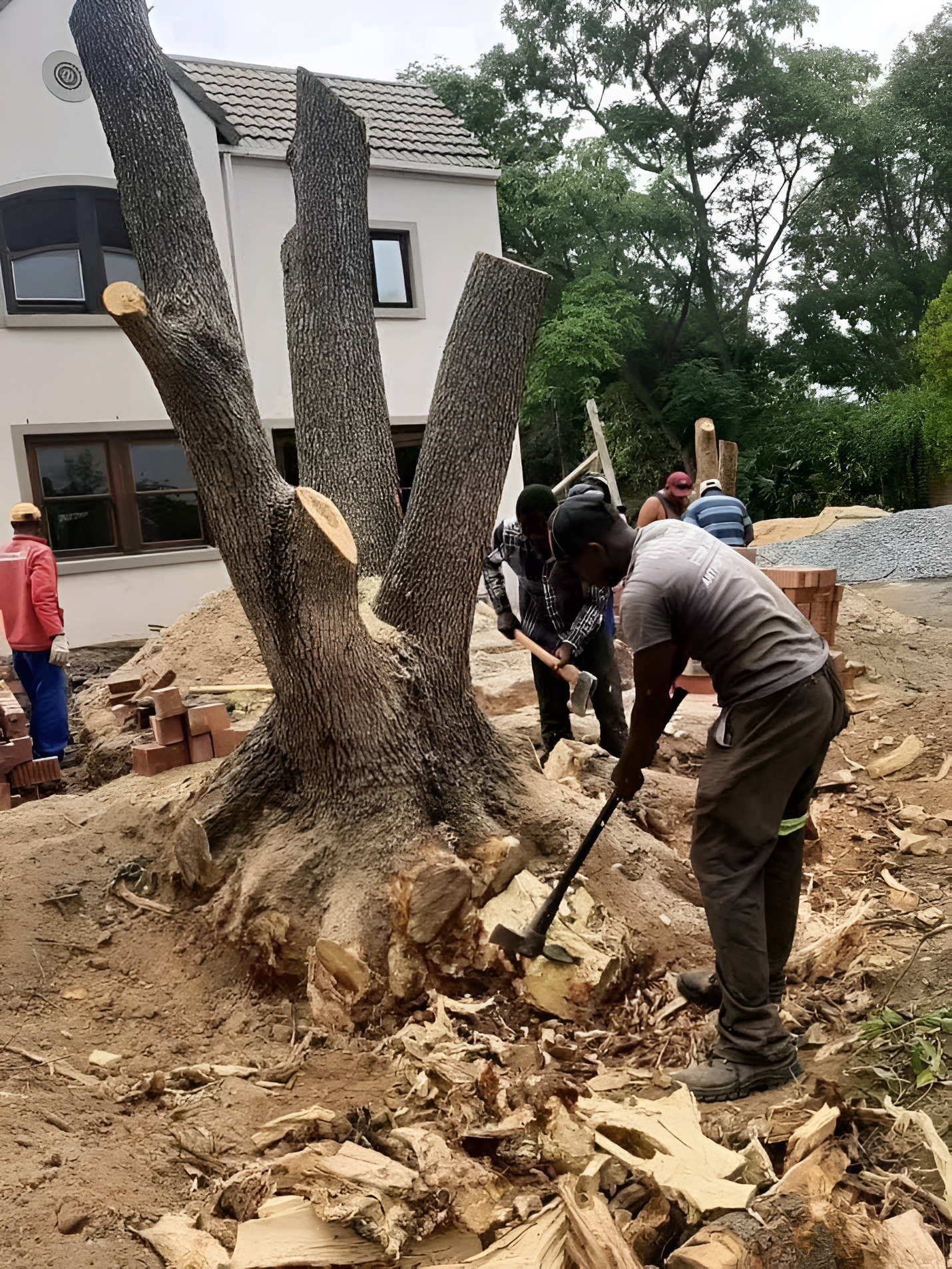 tree-stump -removal