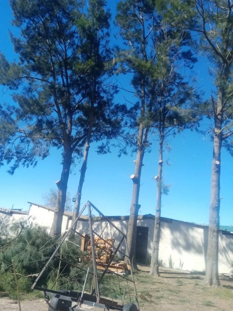 A row of tall pine trees with freshly trimmed tops beside a wood chipper and a commercial building