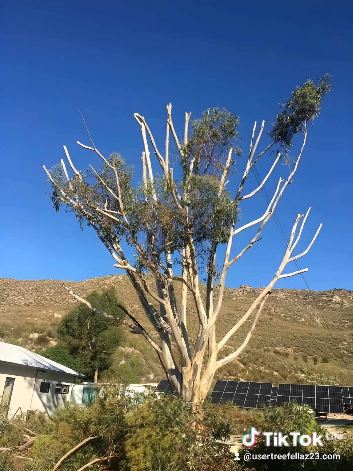 tree trimming durbanville