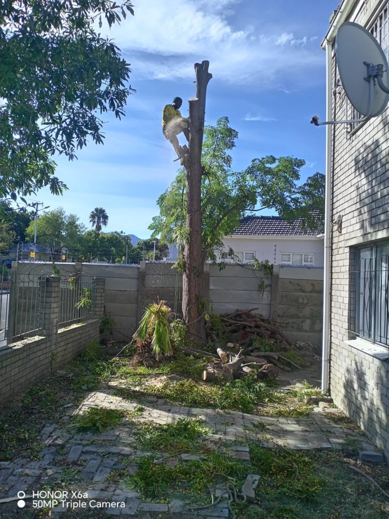 A tree being felled right at the boundary wall between a Port Elizabeth property and the street, illustrating how close verge and private trees can sit to each other