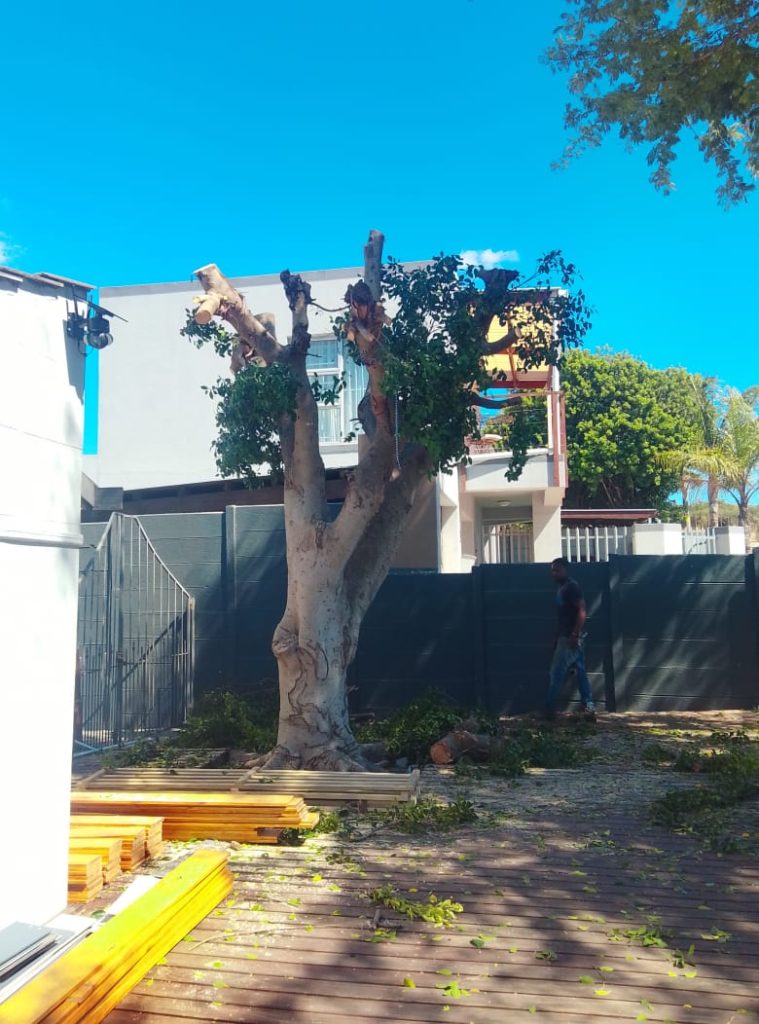 Tree removal crew working on a large tree in a tight Kraaifontein garden, close to the house