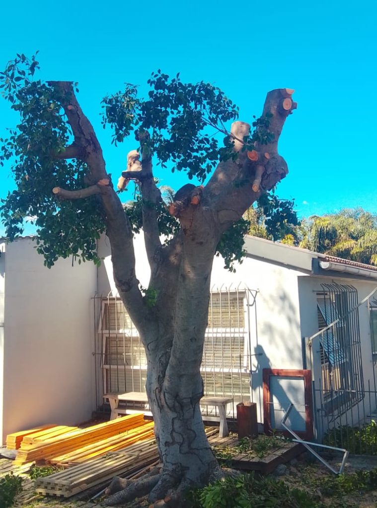 Fresh cuts high in a large tree during a controlled felling job in a Kraaifontein garden