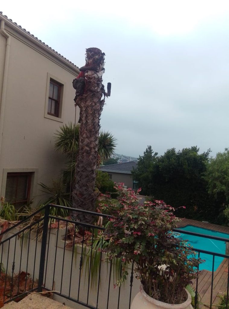 A palm tree mid-removal beside a swimming pool at a residential property