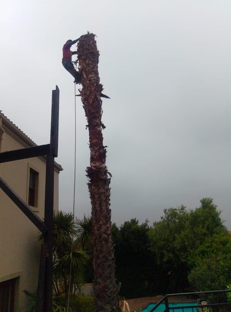 Arborist climbing a tall palm tree to safely remove it section by section