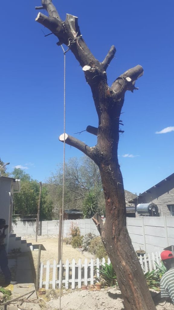 A tree being carefully felled in a tight residential yard, wedged close to a house and a picket fence with a rigging rope visible for controlled lowering