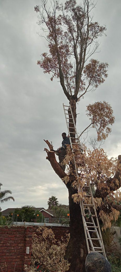 tree trimming port elizabeth