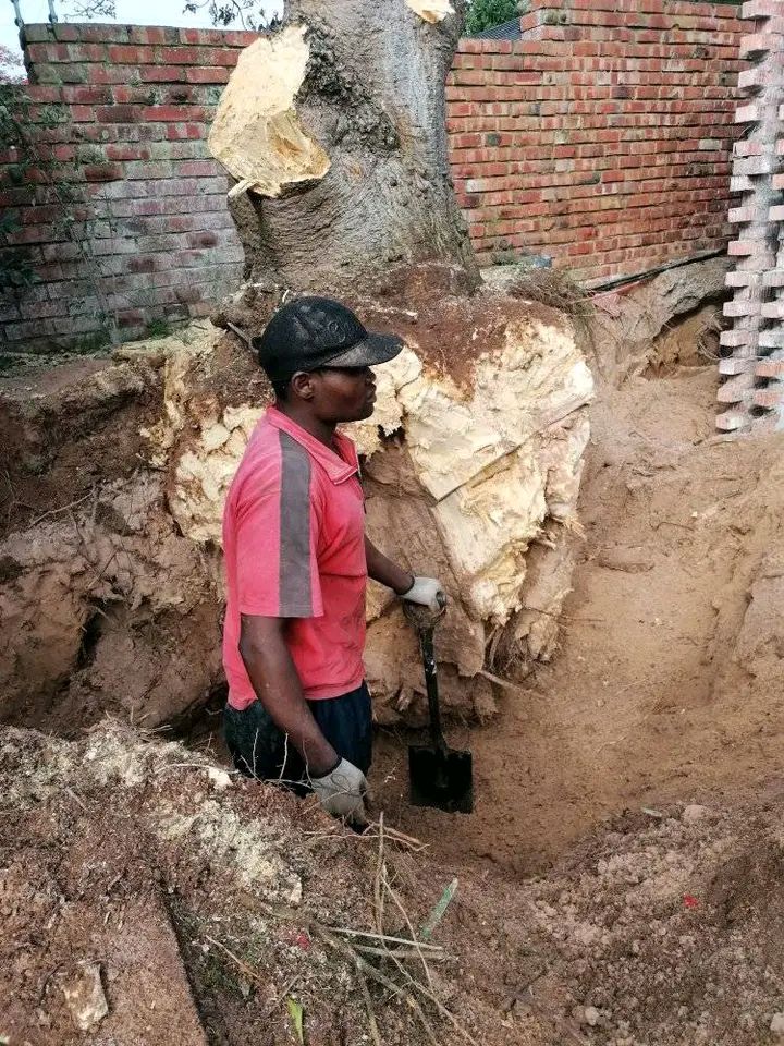 tree stump removal gqeberha