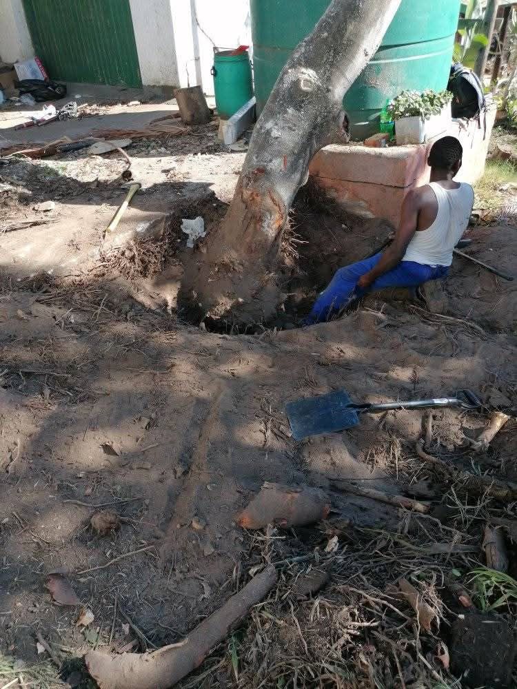 tree stump removal port elizabeth